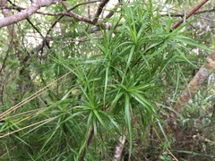 Dracophyllum sinclairii