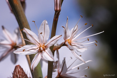 Asphodelus ramosus