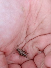 Phaulacridium marginale