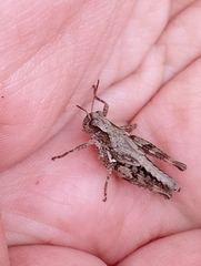 Phaulacridium marginale