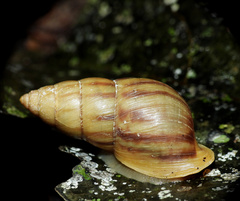 Drymaeus riberoi