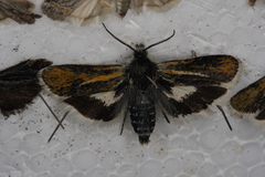 Brachodes