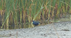 Porphyrio madagascariensis