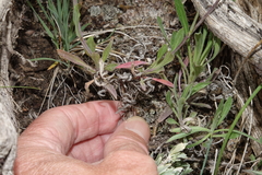 Boechera stricta