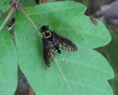Chrysopilus thoracicus