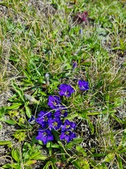 Gentiana dshimilensis