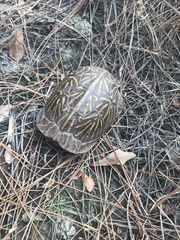 Terrapene carolina bauri