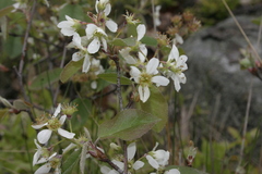 Amelanchier spicata