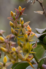 Epidendrum bangii