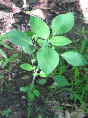 Impatiens pallida