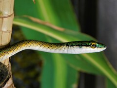 Leptophis ahaetulla marginatus
