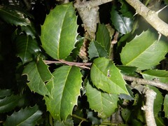 Ilex × altaclerensis