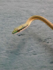 Leptophis ahaetulla marginatus