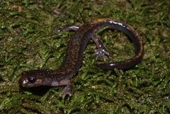 Plethodon dunni