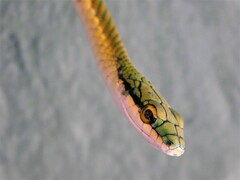 Leptophis ahaetulla marginatus
