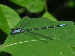 Chromagrion conditum