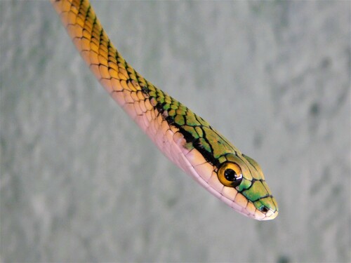 Leptophis marginatus