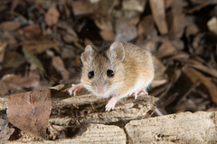 Reithrodontomys fulvescens