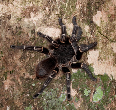 Acanthoscurria juruenicola