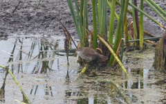 Acrocephalus gracilirostris gracilirostris