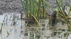 Acrocephalus gracilirostris gracilirostris