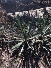 Agave univittata