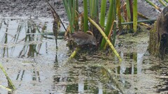 Acrocephalus gracilirostris gracilirostris