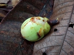 Clusiaceae