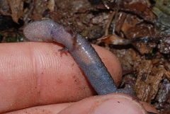 Plethodon dunni