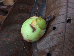 Clusiaceae
