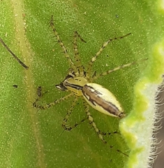 Peucetia rubrolineata