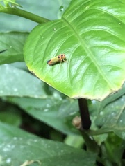 Cicadellinae