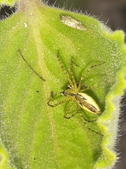 Peucetia rubrolineata