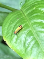 Cicadellinae