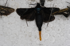 Brachodes