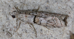 Zamagiria australella