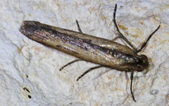 Elasmopalpus