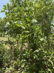 Crossopteryx febrifuga