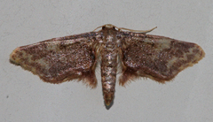 Idaea furciferata