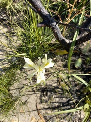 Moraea