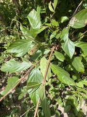 Crossopteryx febrifuga