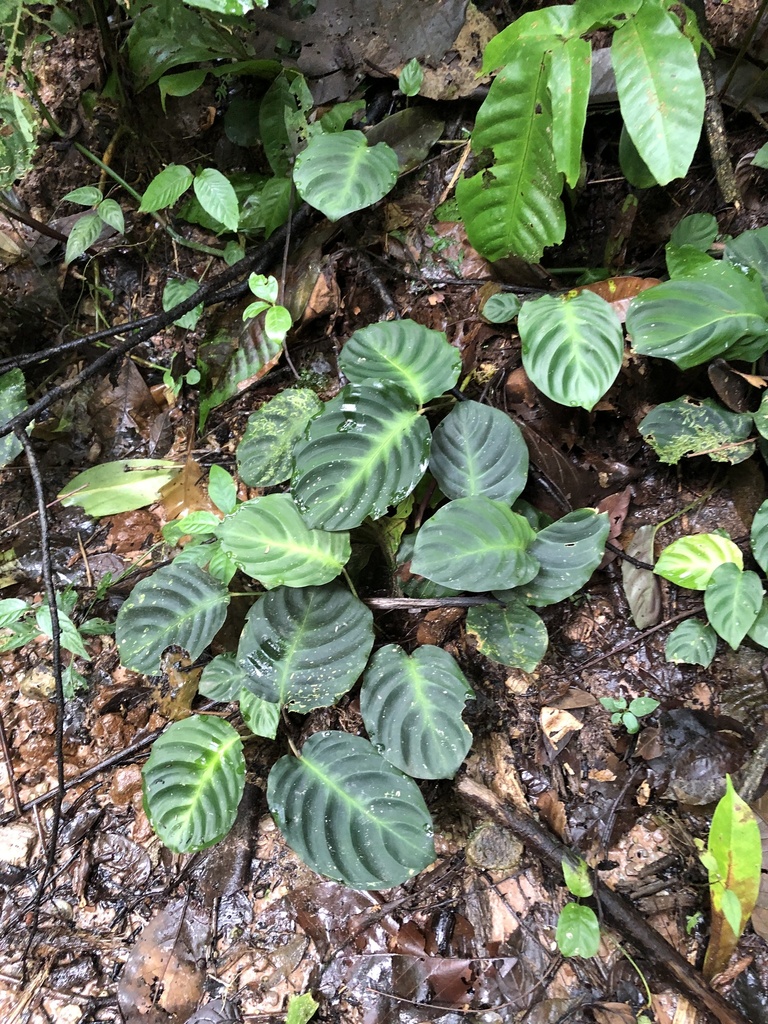Goeppertia dicephala (Goeppertia dicephala)