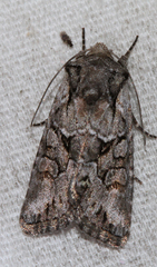 Lacinipolia teligera