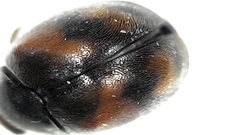 Scymninae