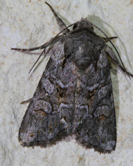 Lacinipolia teligera