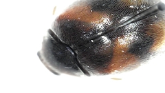 Scymninae
