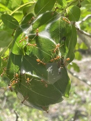 Oecophylla longinoda