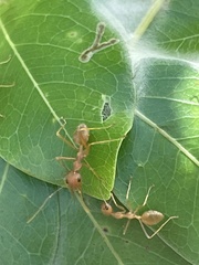 Oecophylla longinoda