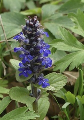 Ajuga reptans