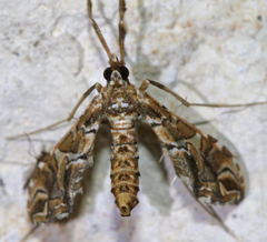 Lineodes vulnifica